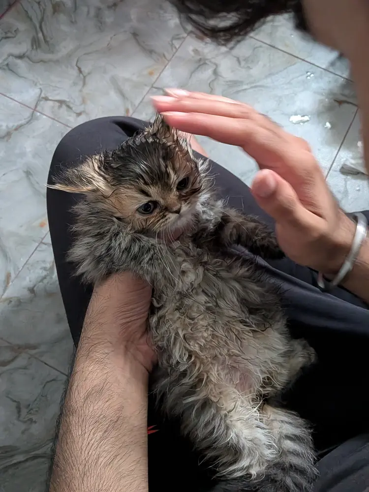 A wet Coco held after a bath, looking indignant