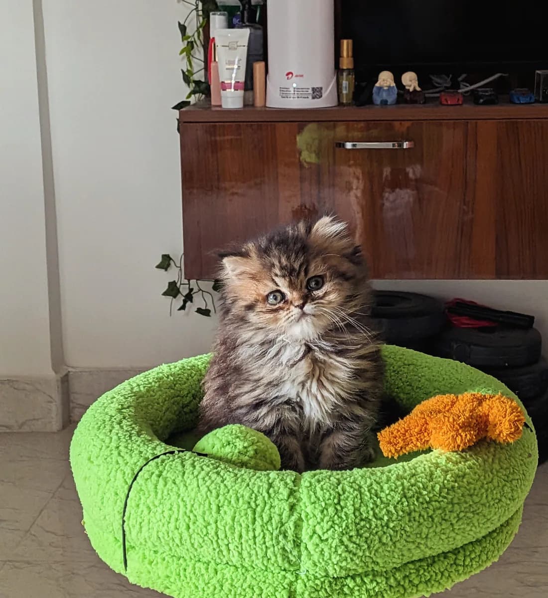 Coco sitting upright in a bright green cat bed with an orange toy