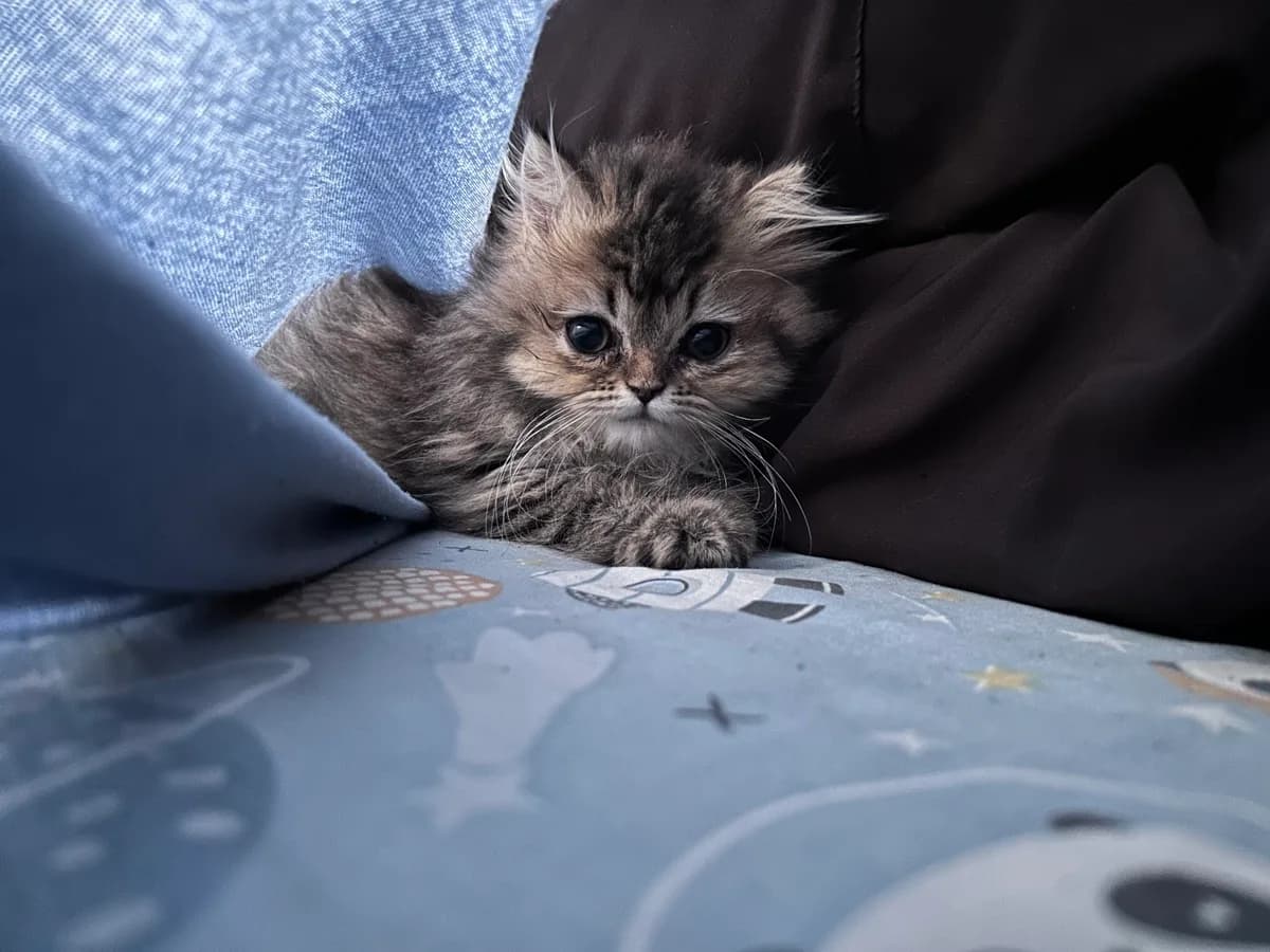 Coco tucked between a cushion and a dark blanket, paws forward