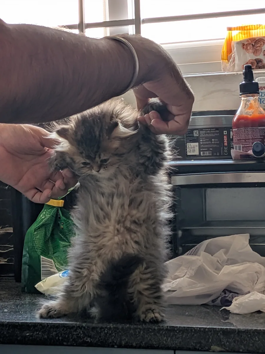 Coco held up on a kitchen counter, front paws hanging