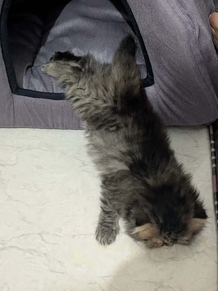 Coco half inside a small tent bed, half sprawled on the floor