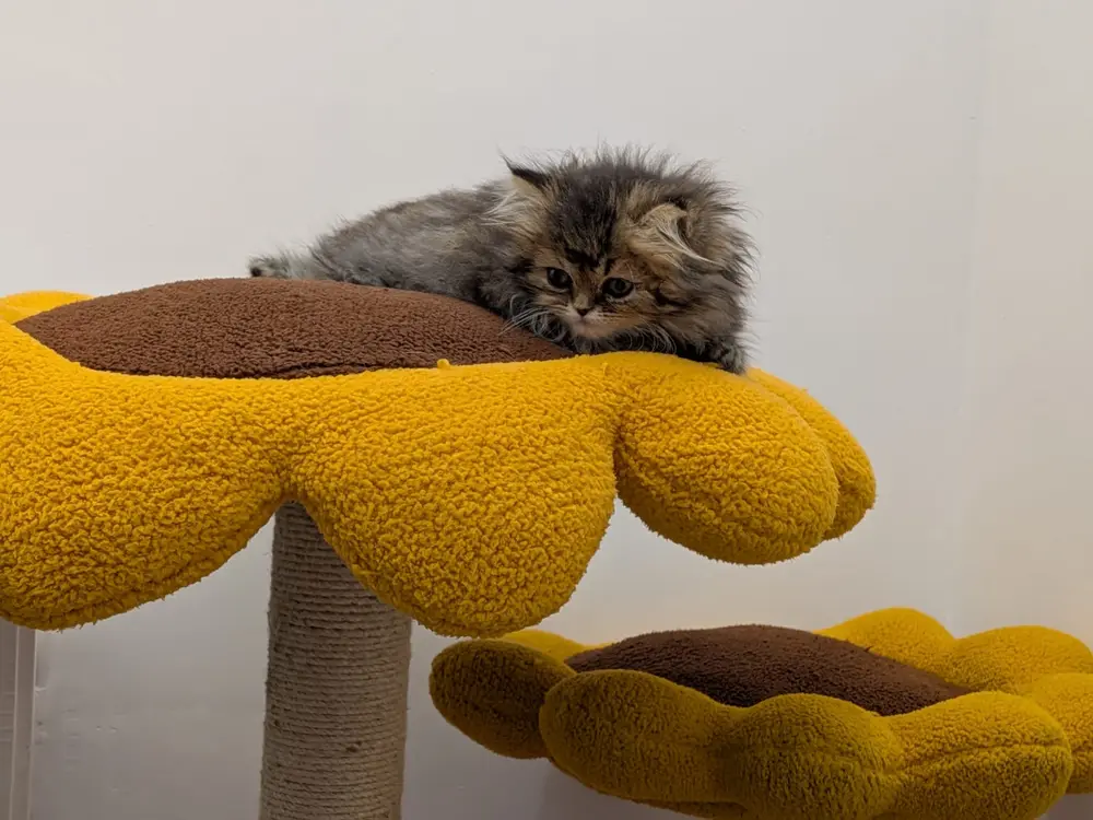 Coco lying on top of a yellow sunflower cat tree