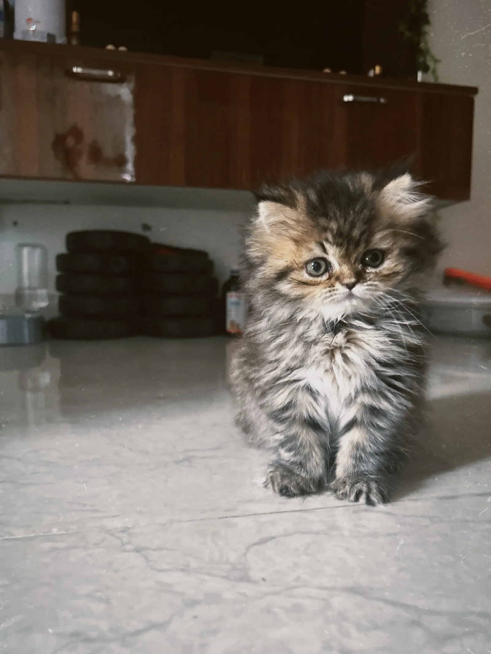 A very small, very fluffy tabby kitten sitting on a kitchen floor